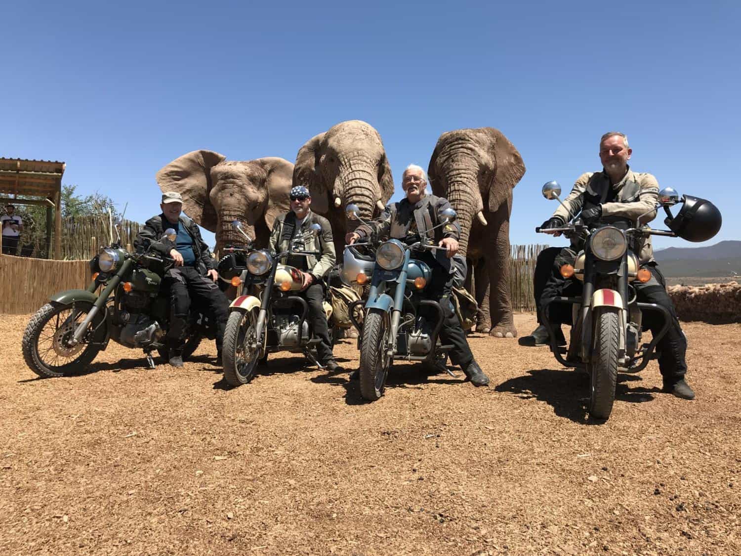 Elephants in the Wilderness