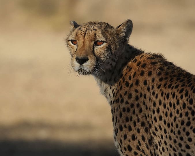 5 Day Kgalagadi Transfrontier Park Safari